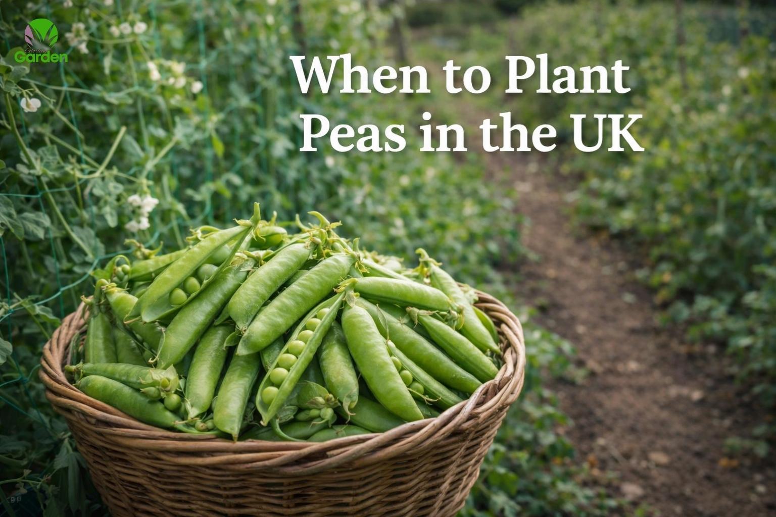 Fresh green pea pods in a basket with pea plants growing in a UK vegetable garden