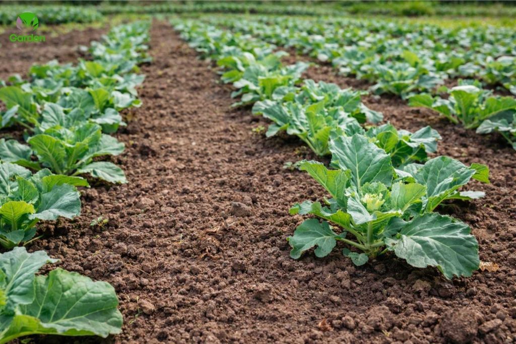 young cauliflower plants growing in rows in a UK vegetable garden bed