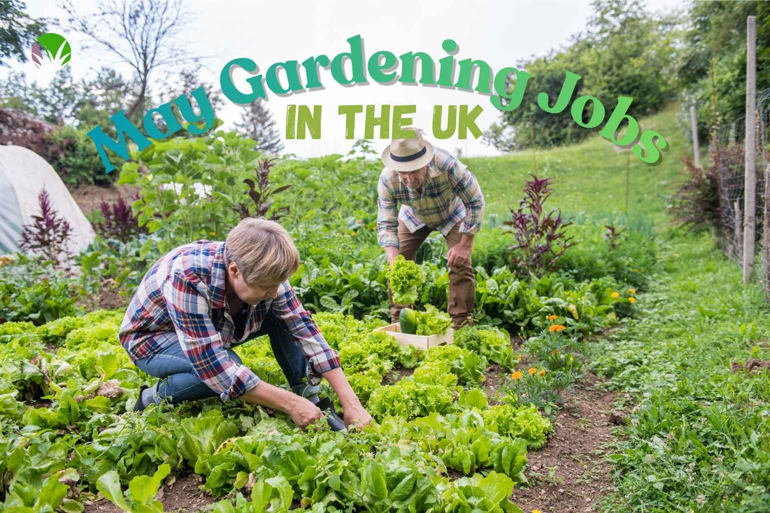 Two people working in a vegetable garden in May in the UK tending lettuce and salad crops