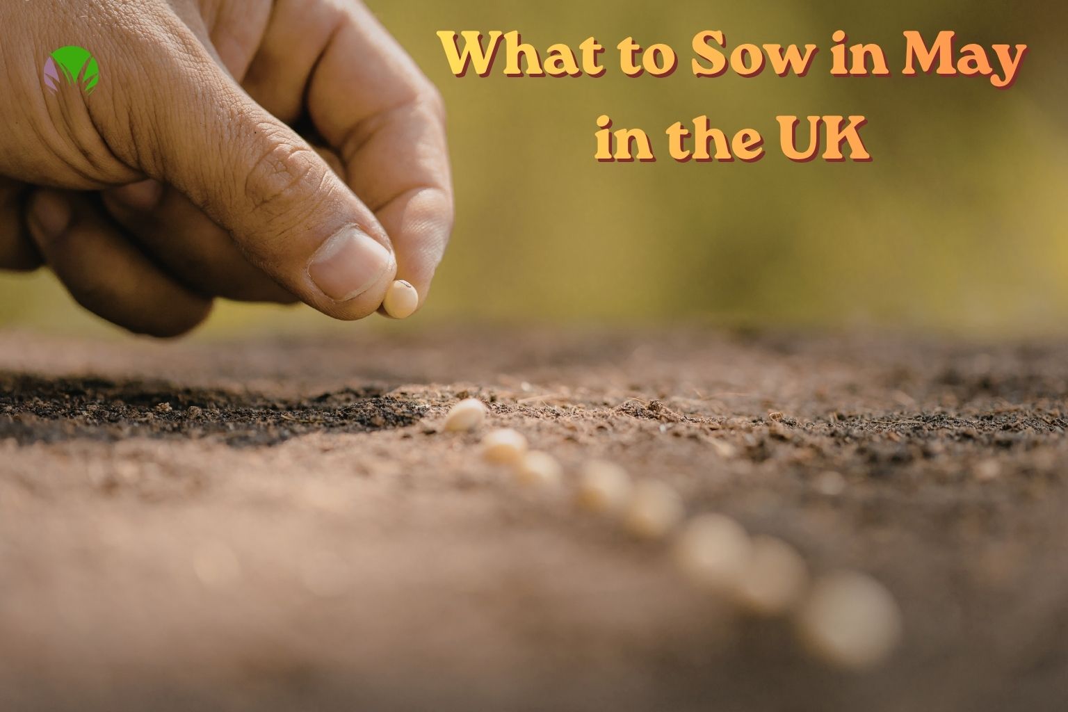 Close up of a hand placing seeds into a drill of fine soil in a UK garden in May