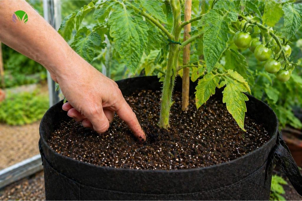 Checking compost moisture in a tomato pot in a UK garden