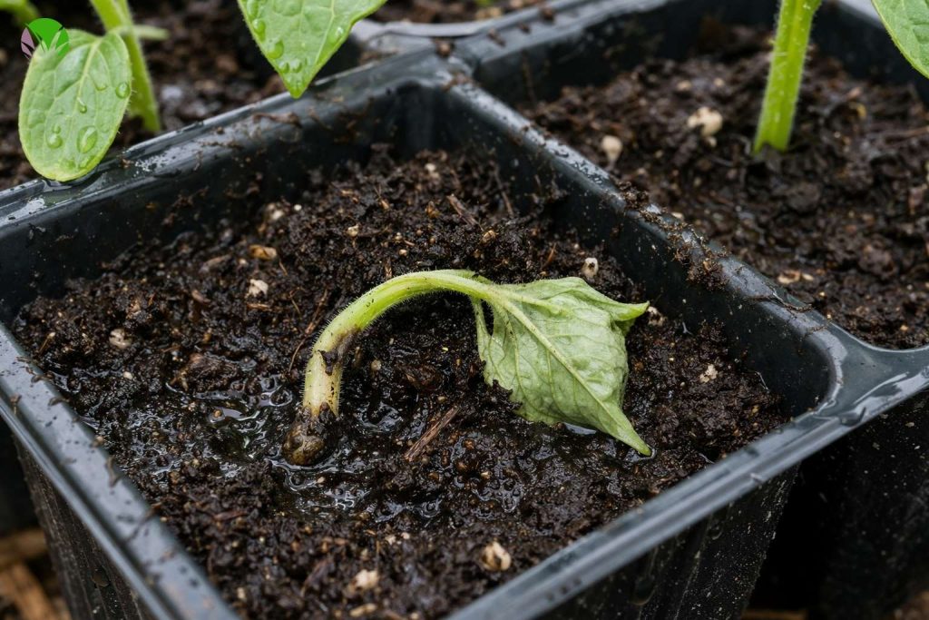 Collapsed cucumber seedling in wet compost in a UK garden