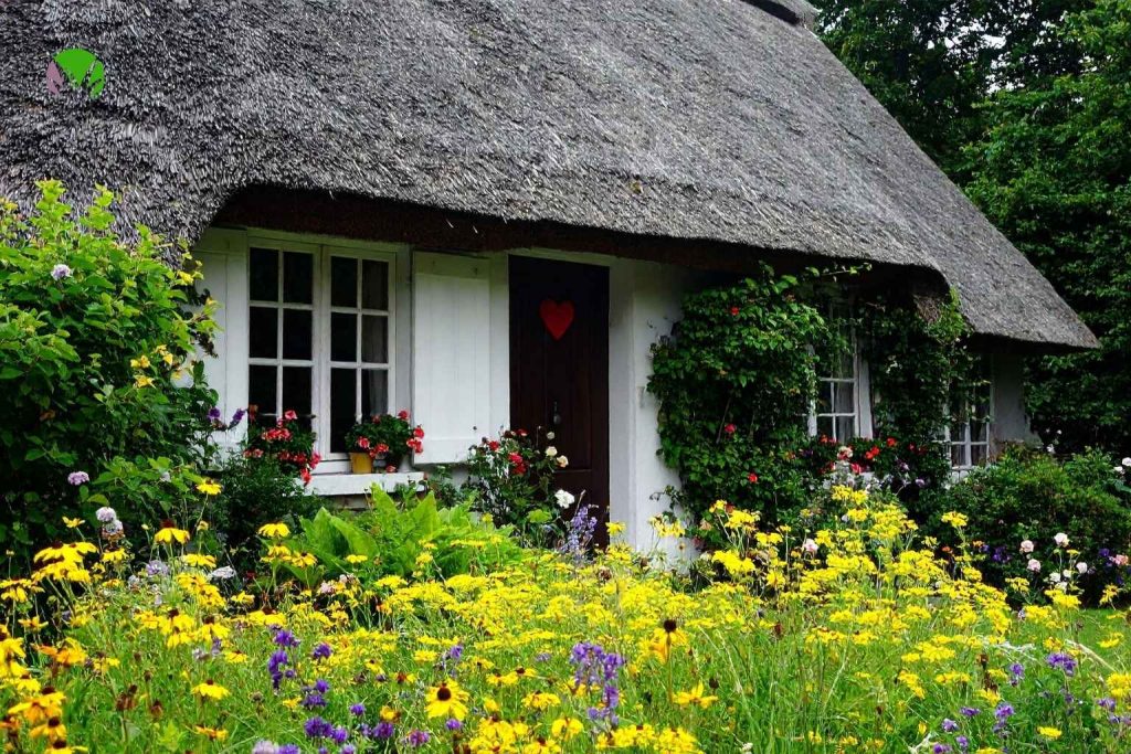 A colourful cottage garden in the UK full of yellow and purple flowers in summer