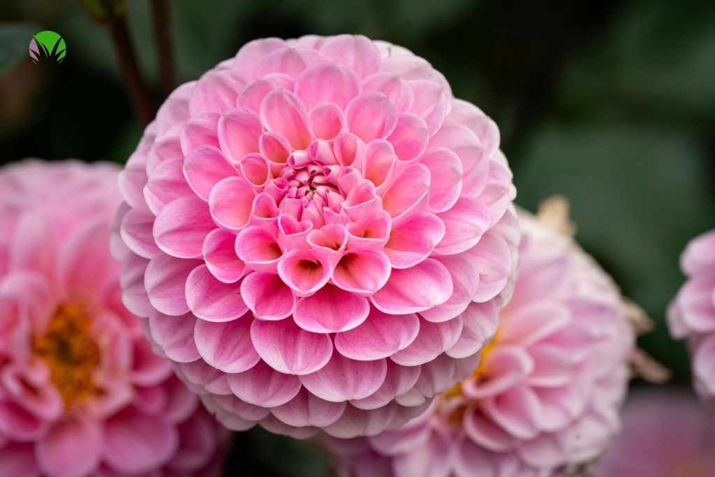 A pink pompom dahlia in full bloom in a UK garden grown from tubers planted in May