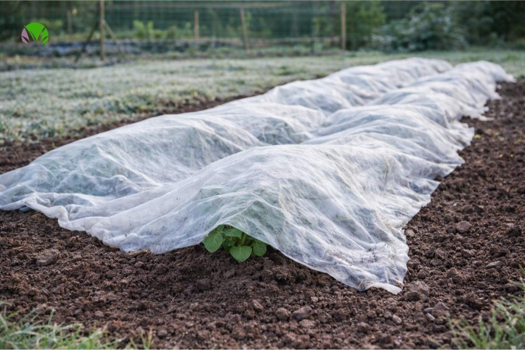 Fleece protecting potato plants from frost in a UK garden