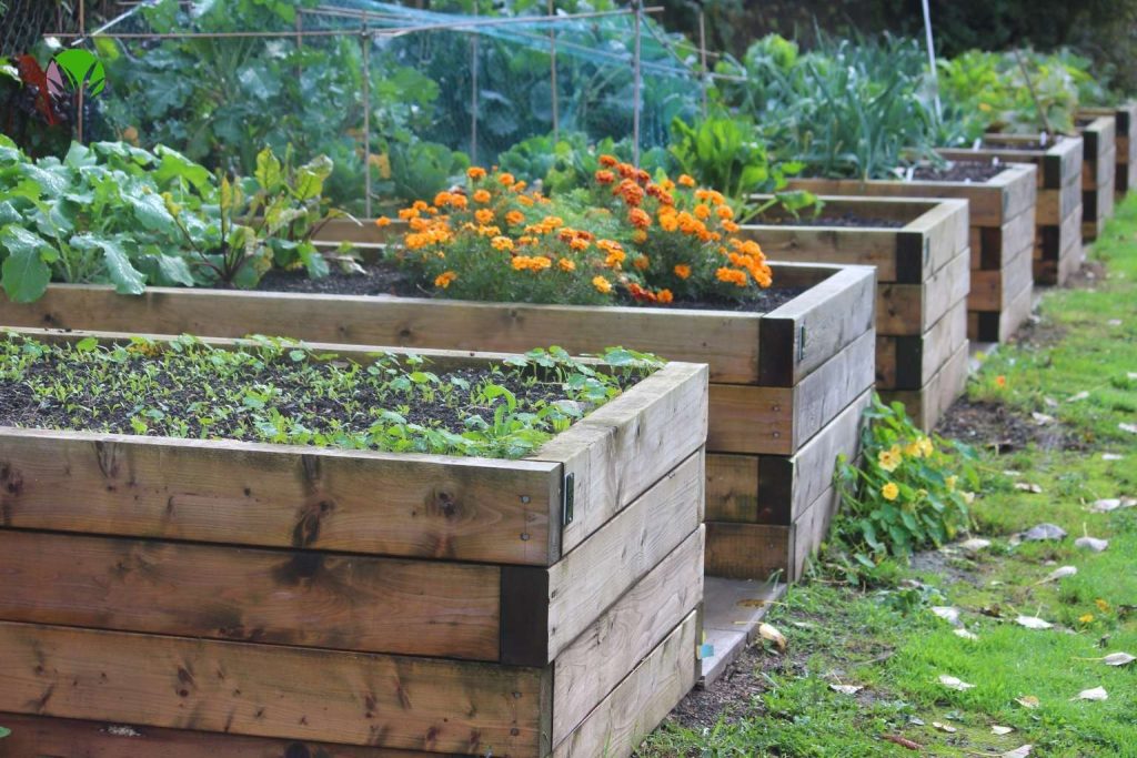 Orange marigolds and vegetables growing together in wooden raised beds in a UK garden in May