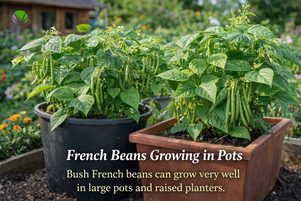 French beans growing in pots in a UK garden
