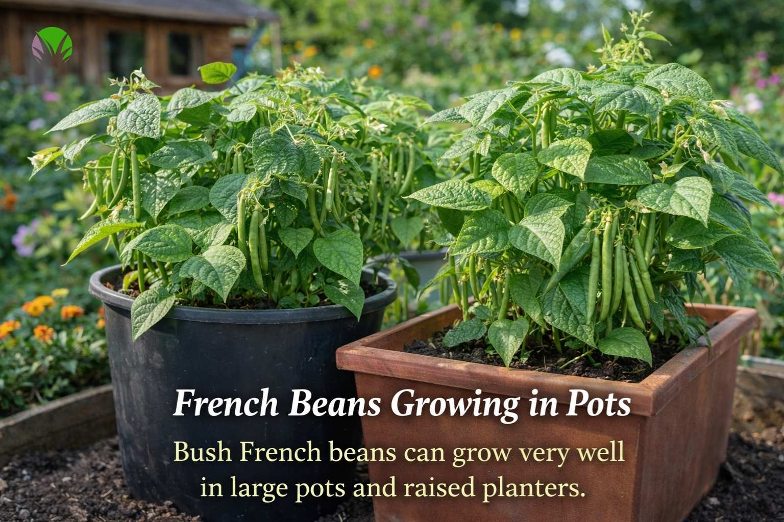 How to Grow French Beans in the UK for a Bigger Harvest