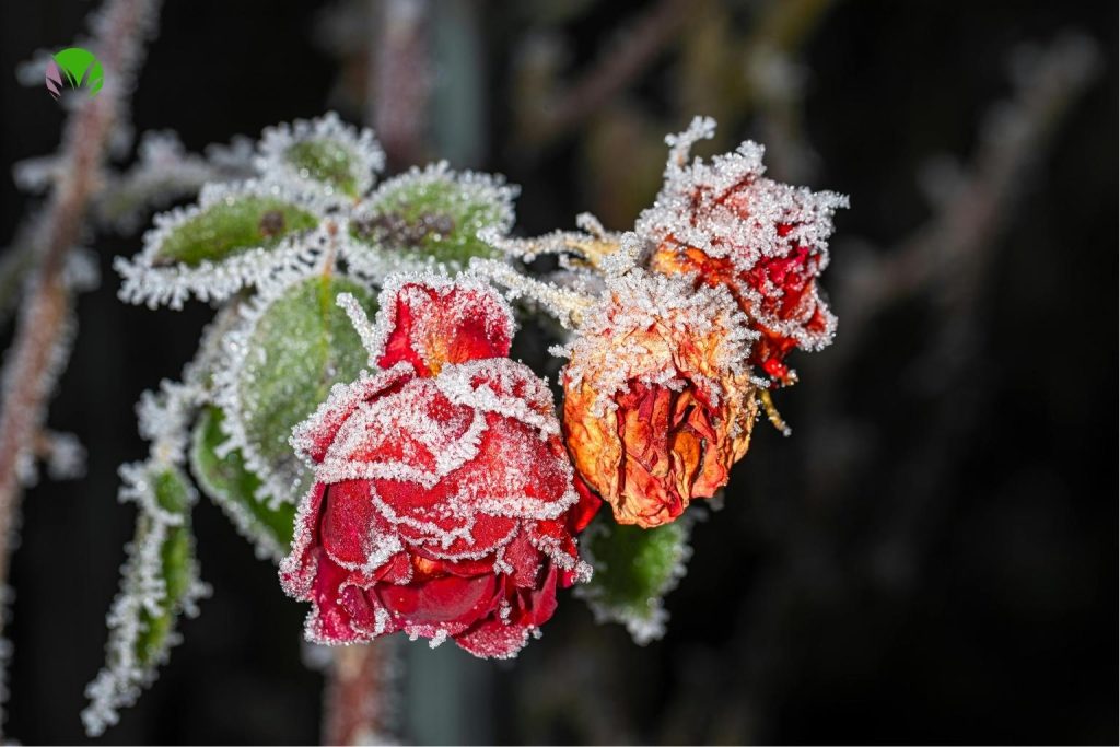 Red roses covered in frost with one flower damaged and brown showing the effect of a late frost in a UK garden in May