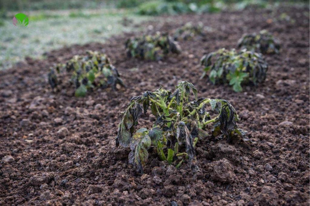 Frost-damaged potato shoots in a UK garden