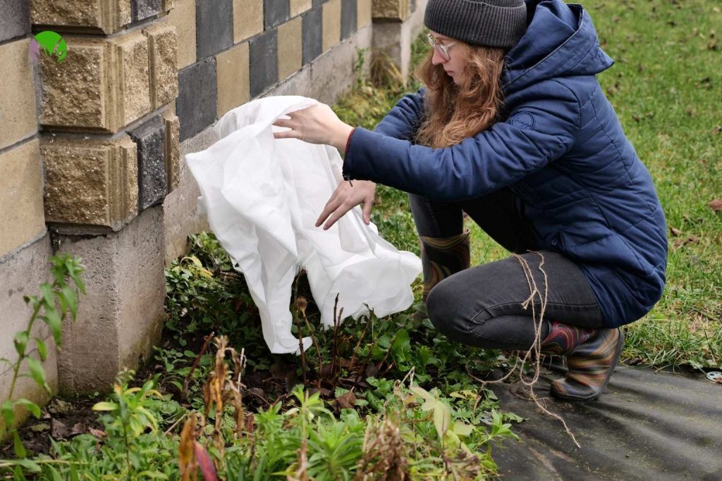 A woman placing horticultural fleece over plants in a UK garden border to protect them from frost in May