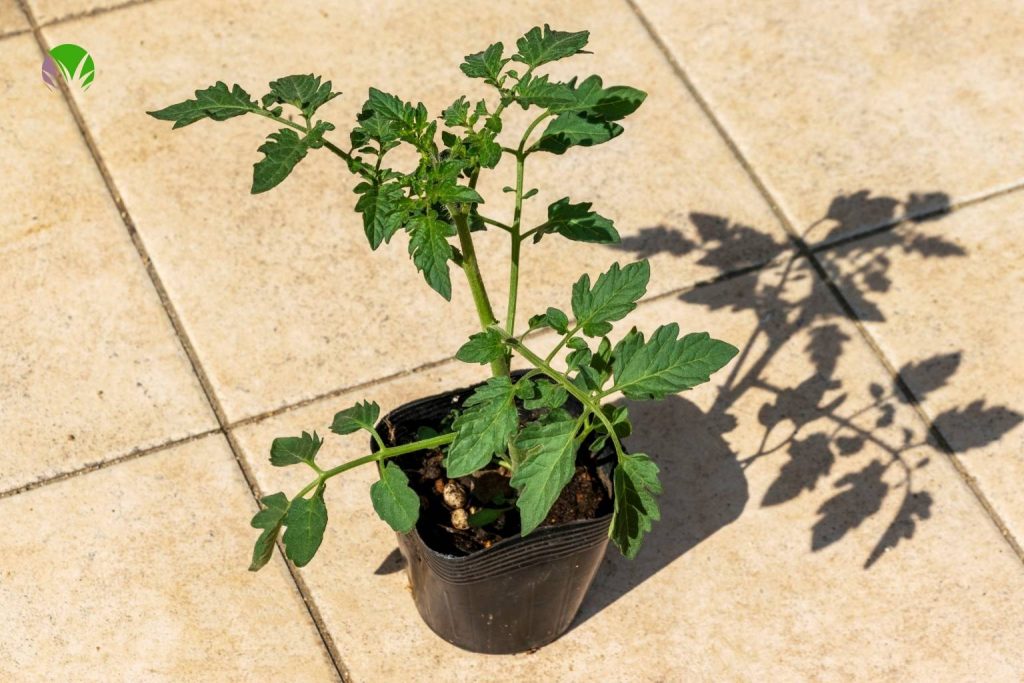 Young tomato plant in a black pot sitting on a sunny patio to harden off before planting out in May in the UK
