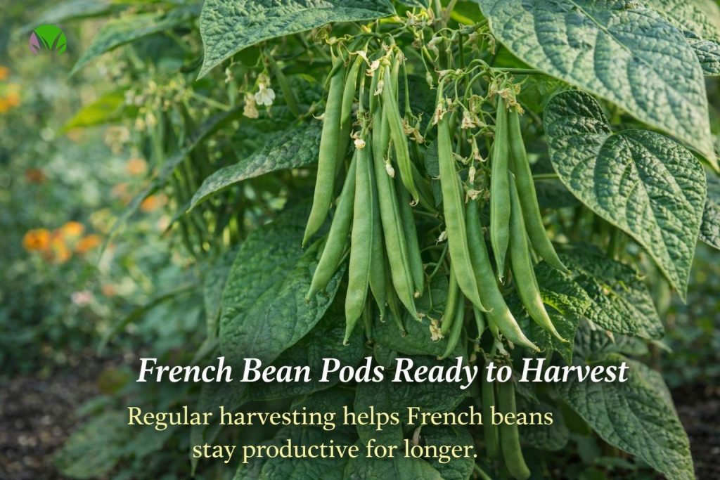 Healthy French bean pods ready to harvest in a UK garden
