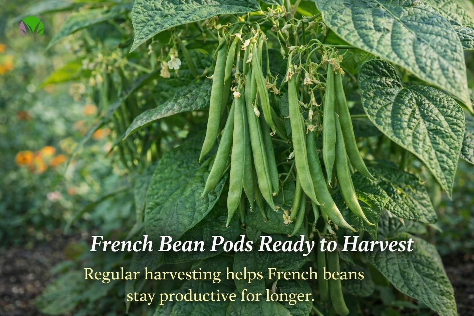 How to Grow French Beans in the UK for a Bigger Harvest