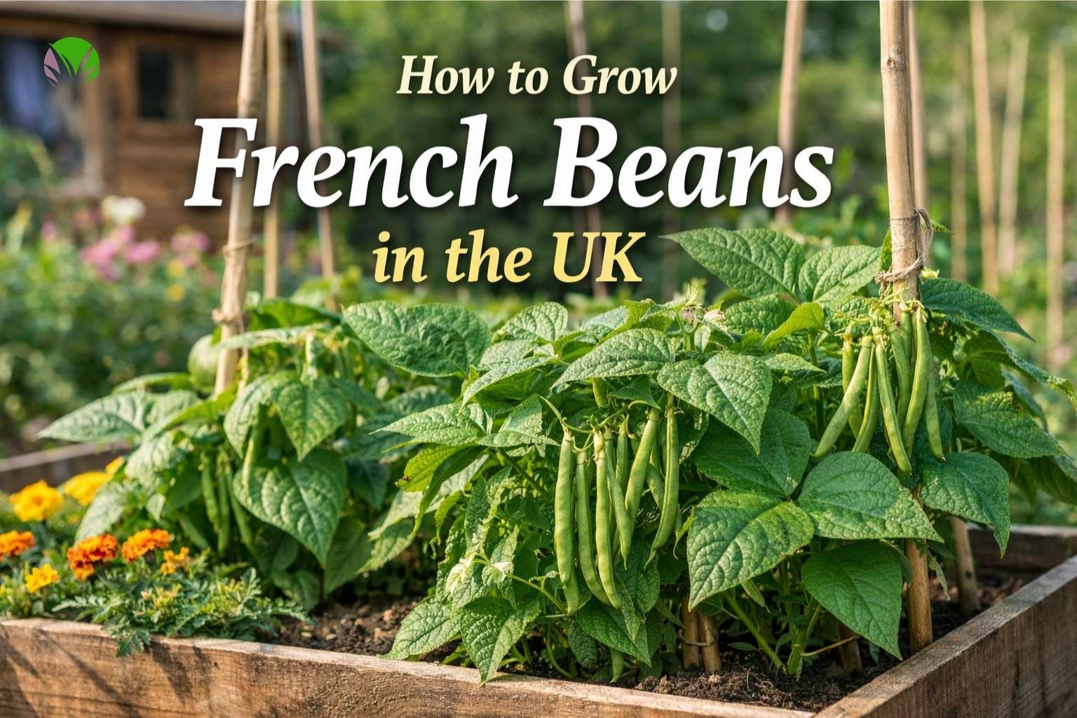 Healthy French bean plants growing in a UK garden