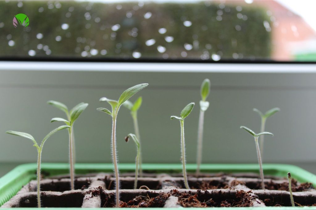 Small seedlings growing in a seed tray on a windowsill indoors in May in the UK