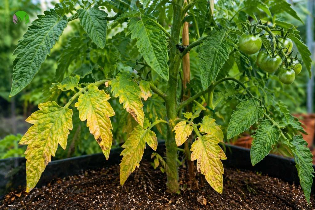 Lower tomato leaves turning yellow while upper growth stays green