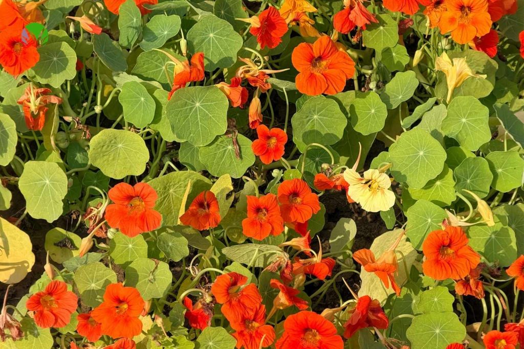 Orange and yellow nasturtiums flowering in a UK garden grown from seed sown in May