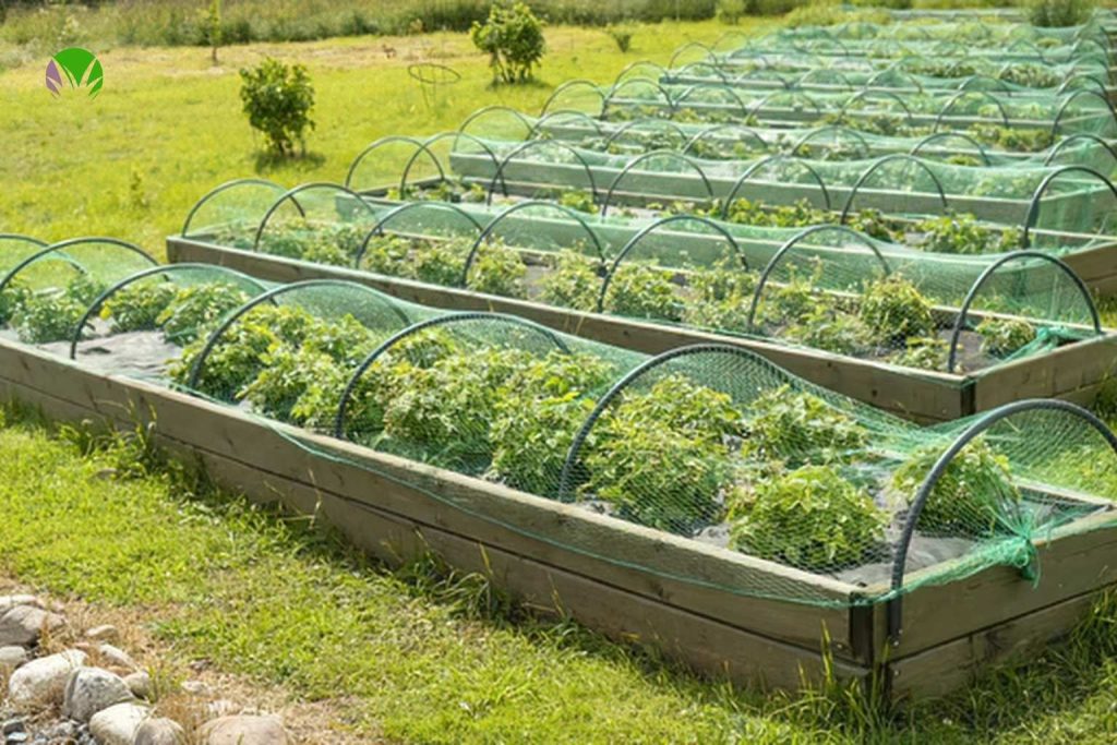 Rows of wooden raised beds covered with green netting on hoops to protect vegetable crops from birds and pests in a UK garden