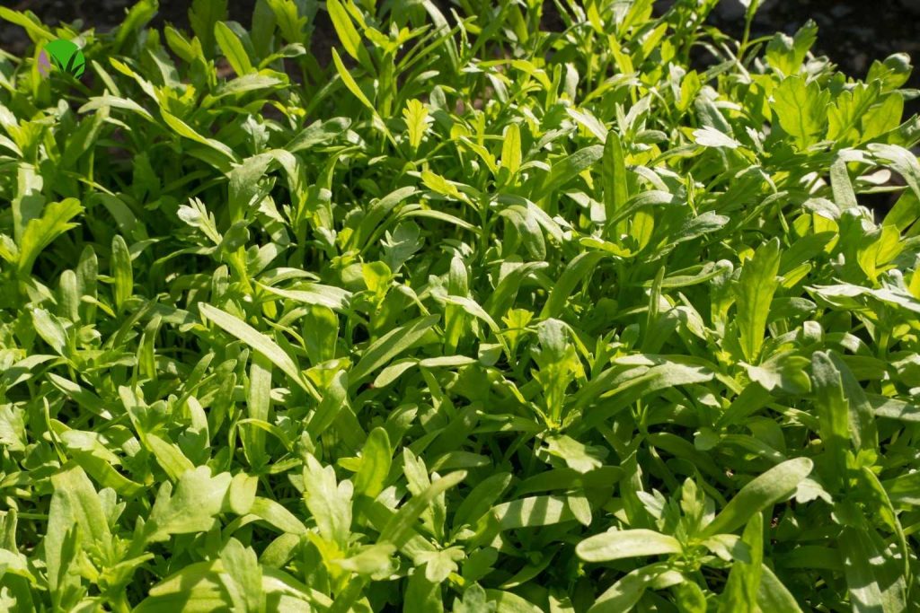 A dense mass of overcrowded vegetable seedlings that need thinning in a UK garden