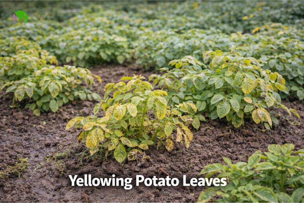 Potatoes growing unevenly in grow bags in the UK