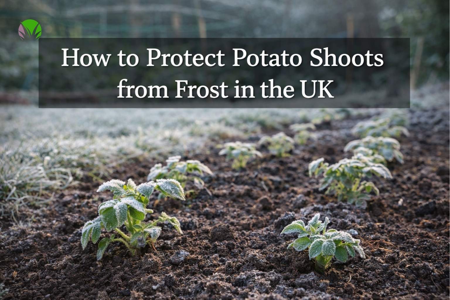 How to protect potato shoots from frost in the UK featured image showing young potato shoots in a spring garden