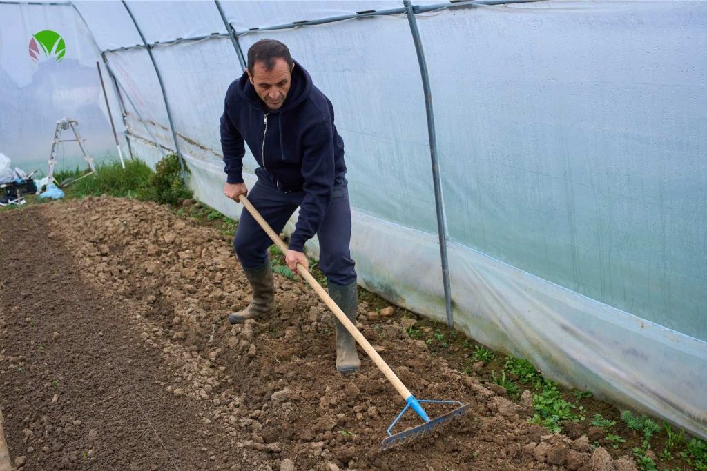 Person raking soil to a fine tilth in a polytunnel before sowing vegetable seeds in May