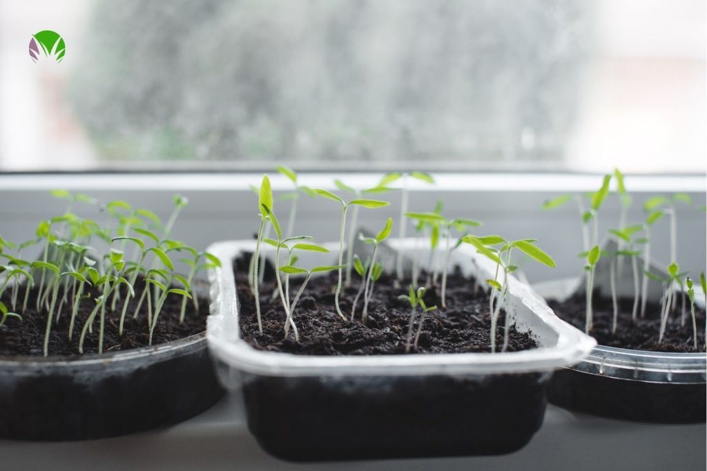 Small vegetable seedlings growing in plastic trays on a windowsill in May ready to plant out in the UK