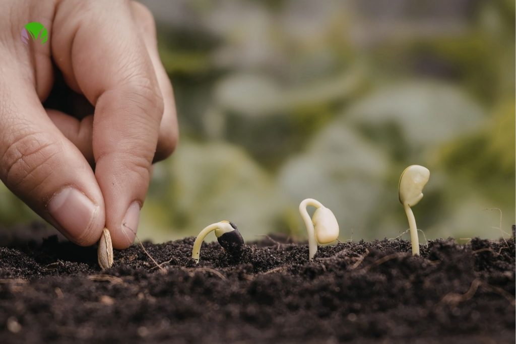 Seeds at different stages of germination emerging from dark soil in a UK garden in May