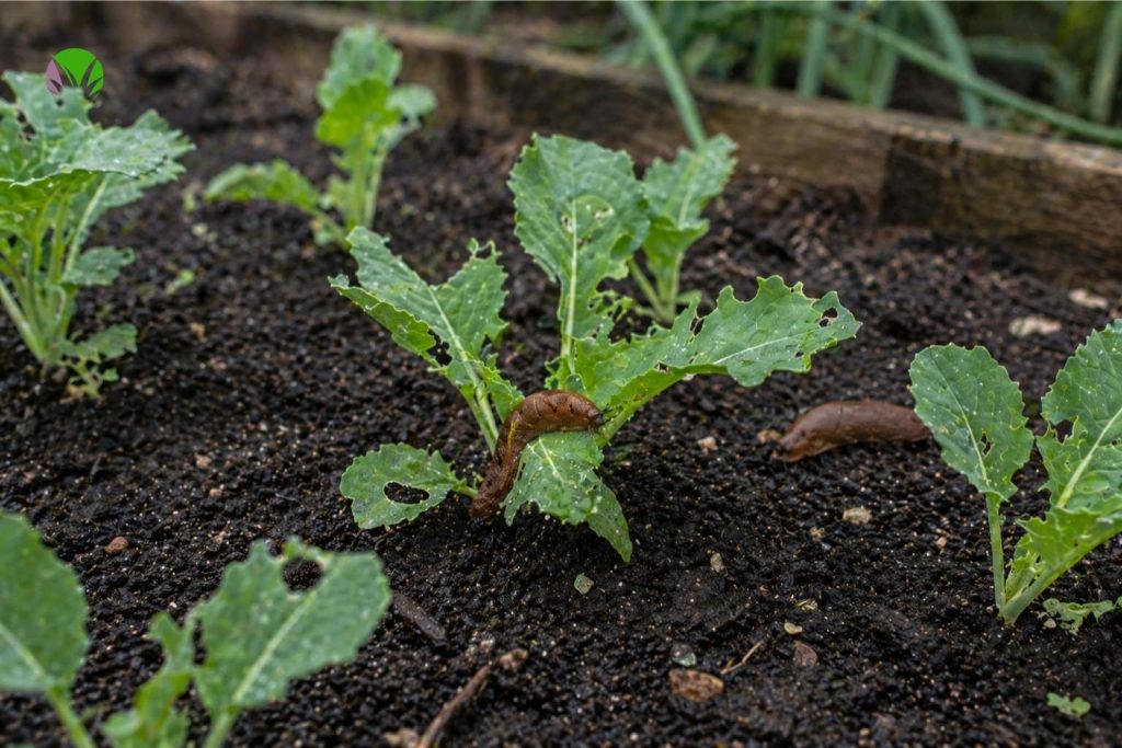 Two slugs eating a young brassica seedling in a raised bed in a UK garden in May