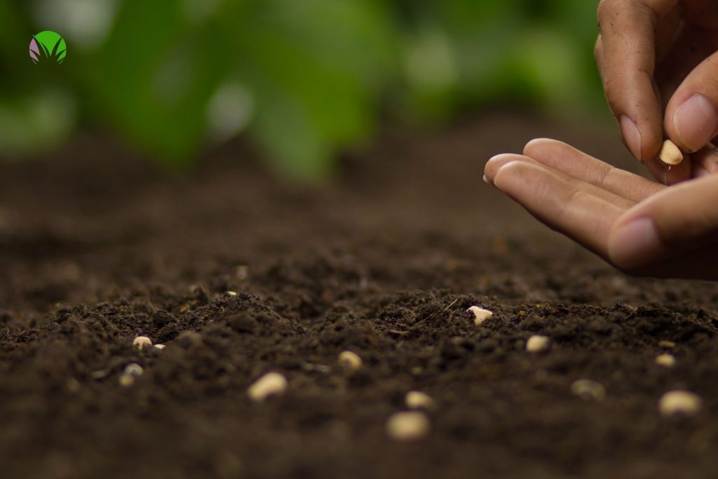 Hands sowing seeds into a drill of dark soil in a UK garden in May