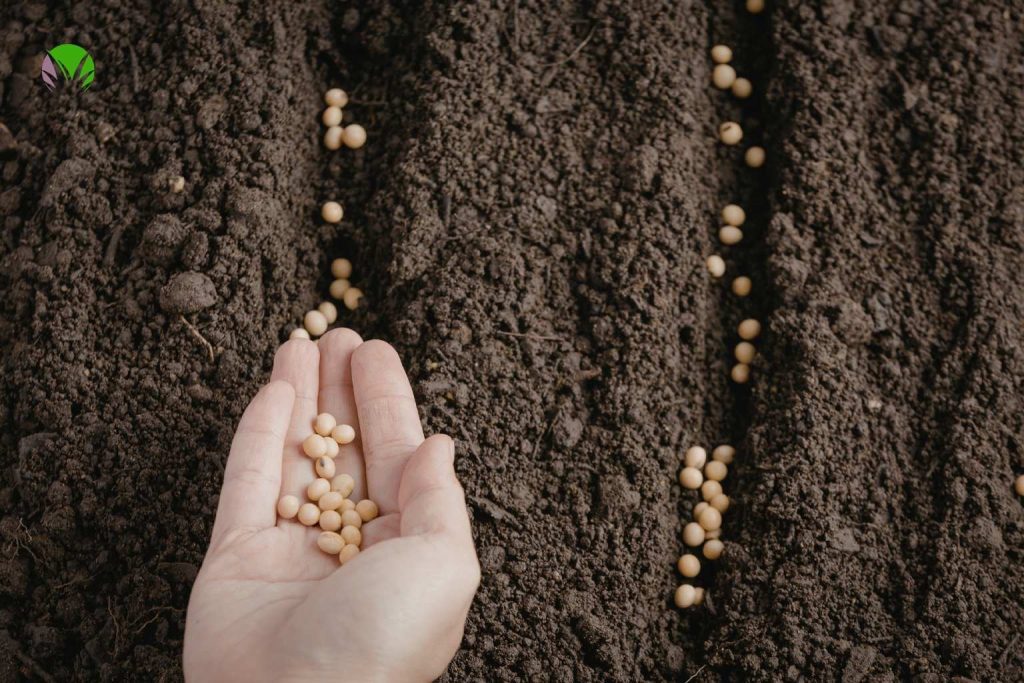 Hand holding seeds above multiple drills of seeds already placed in dark soil ready to sow in May