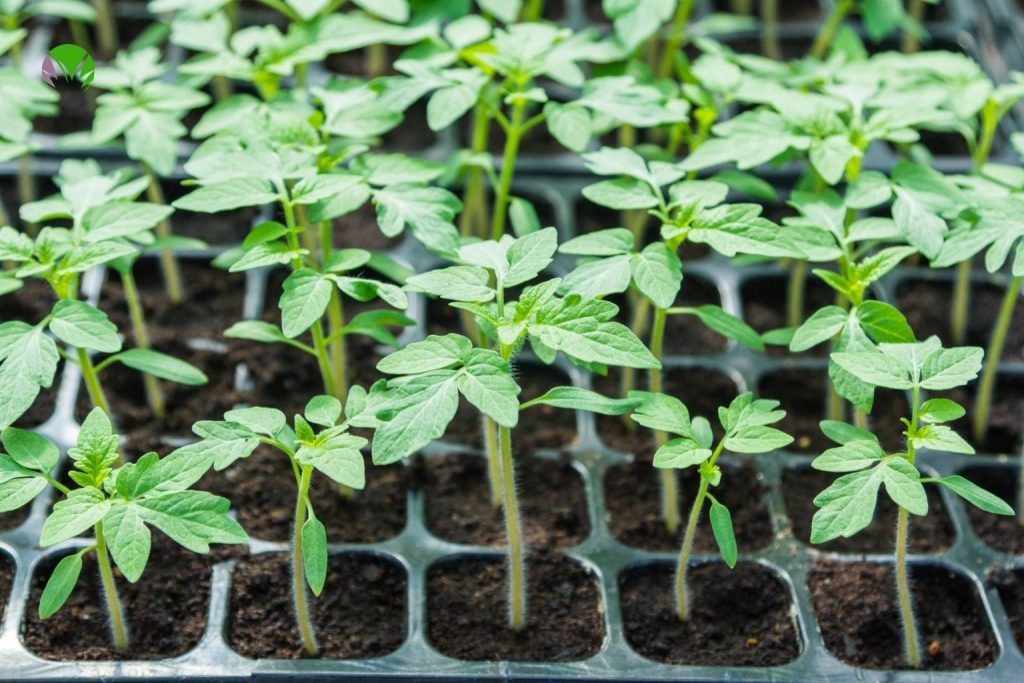 Tomato seedlings growing in a cell tray ready to harden off and plant out in May in the UK