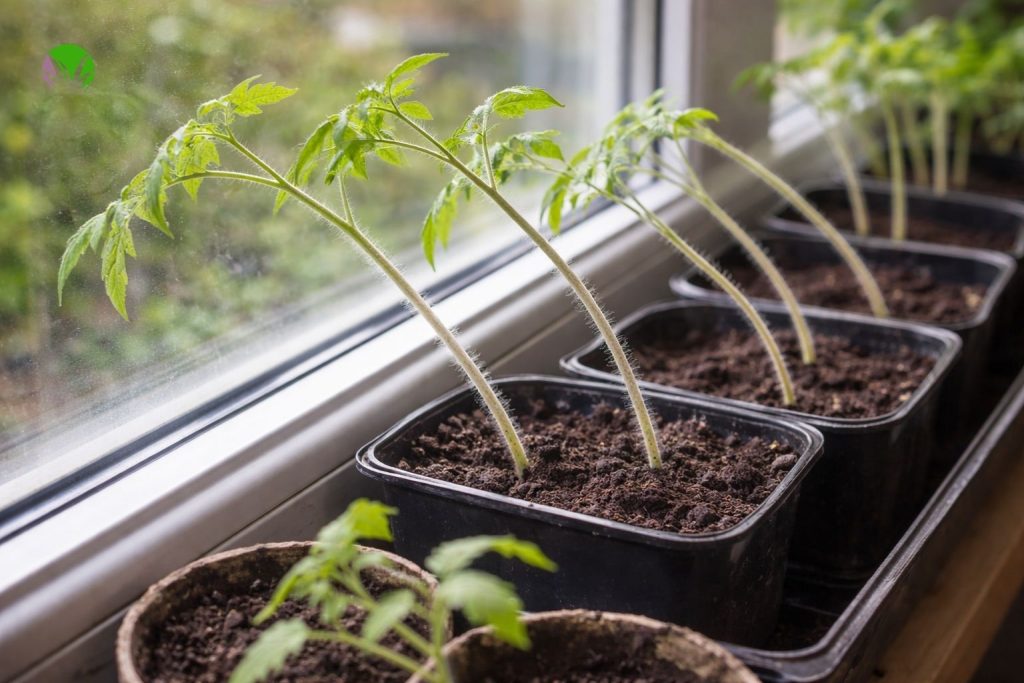 Tomato seedlings leaning towards light on a UK windowsill