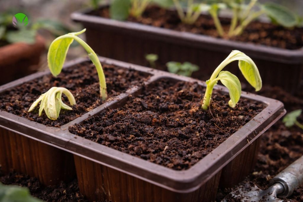 Weak courgette seedlings growing in pots in the UK