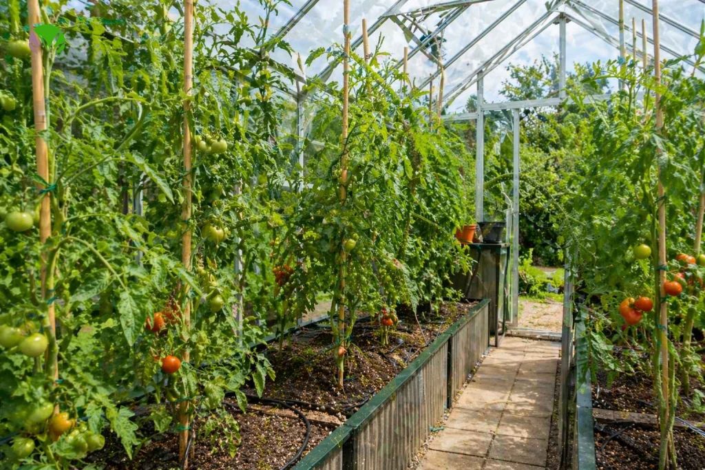 Tomato plants growing with good airflow in a UK greenhouse