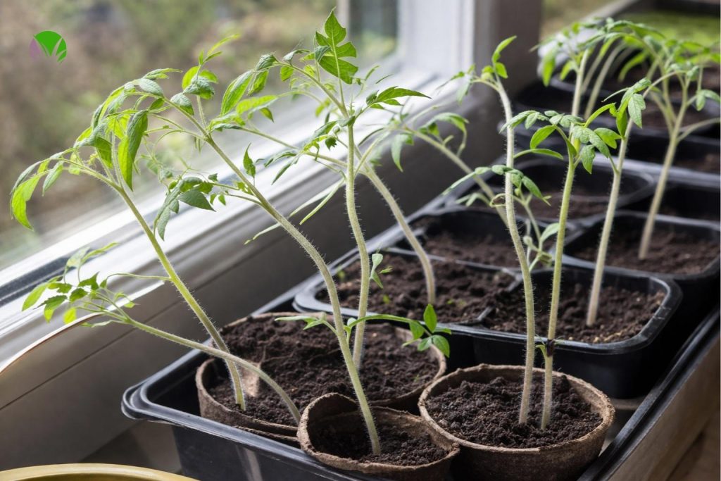 Leggy tomato seedlings growing in pots in the UK