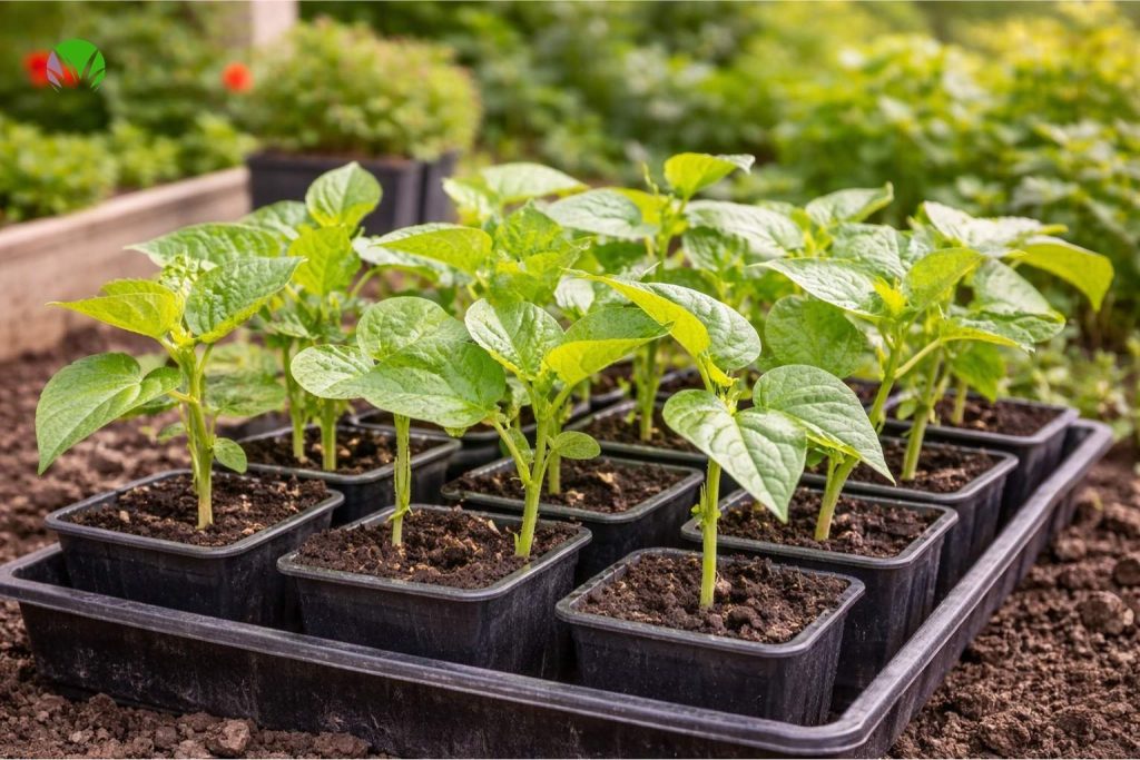 Young runner bean seedlings growing in pots in the UK
