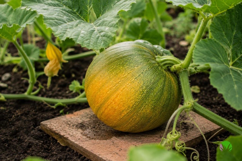 A developing pumpkin sitting on a flat tile to keep it off damp soil in a UK garden