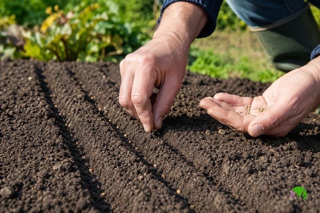 Sowing seeds directly into warm garden soil in June in the UK