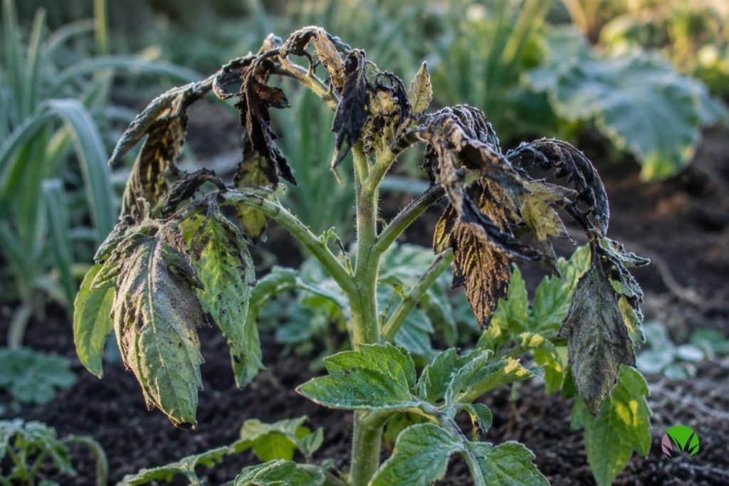 A frost-damaged tomato plant with blackened leaves in a UK garden