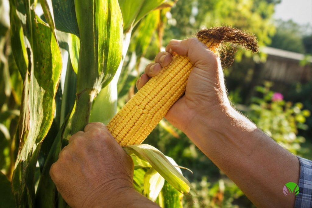 Hands picking a ripe sweetcorn cob from a plant in a UK garden