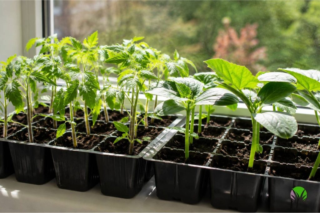 egetable seedlings growing in module trays on a sunny windowsill in the UK
