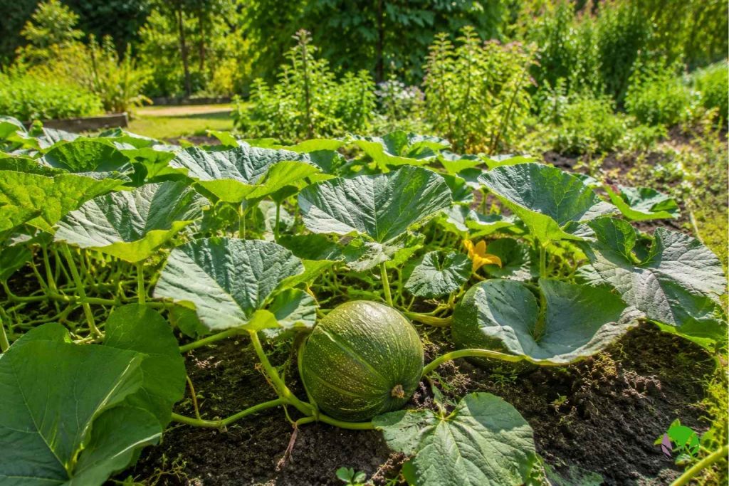 Pumpkin plants growing and spreading in a UK vegetable garden in summer