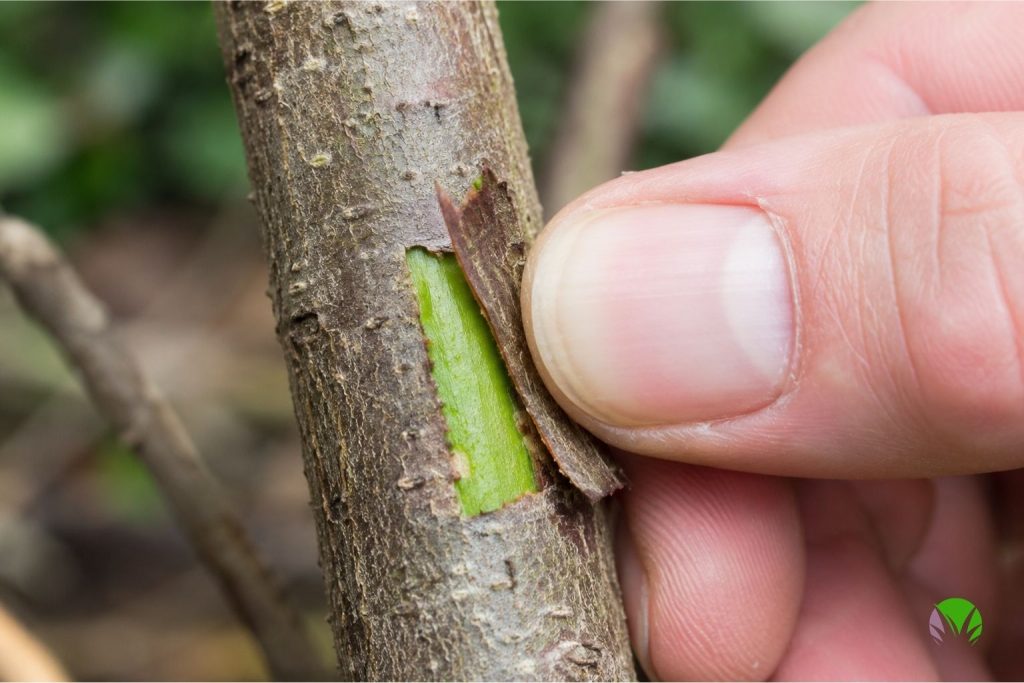Close-up of a fingernail scratching the stem of a plant to check for green tissue underneath