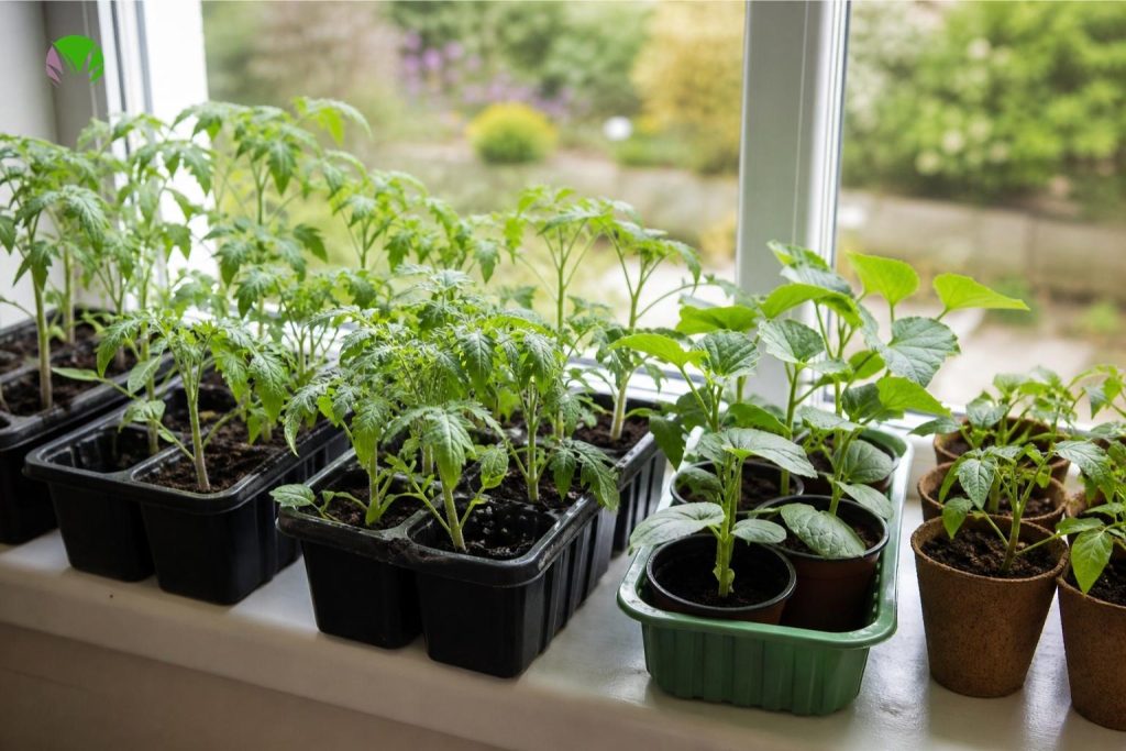 Tomato and courgette seedlings on a windowsill in pots and trays ready to harden off in May