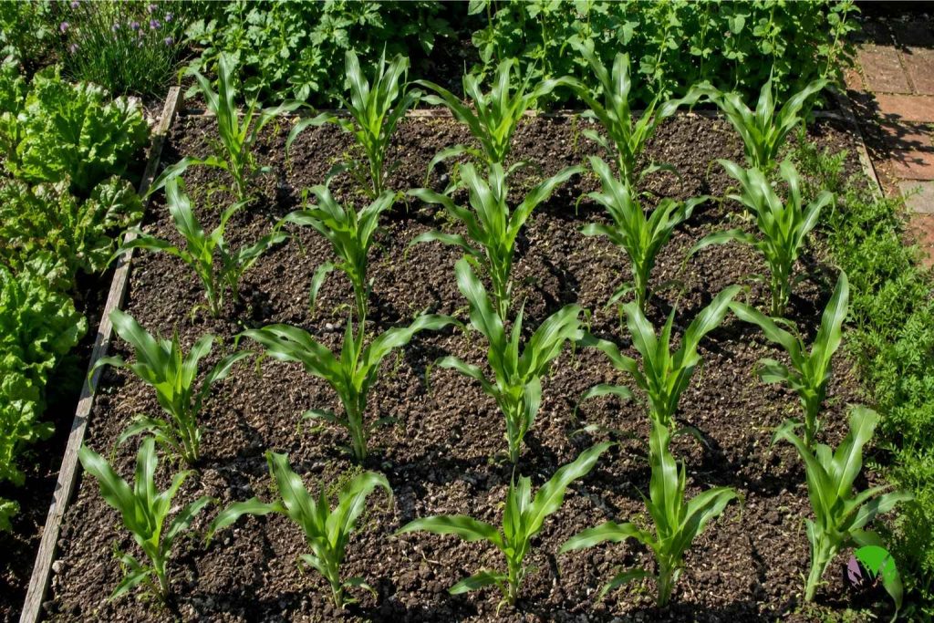 Young sweetcorn plants growing in a square block arrangement in a UK garden