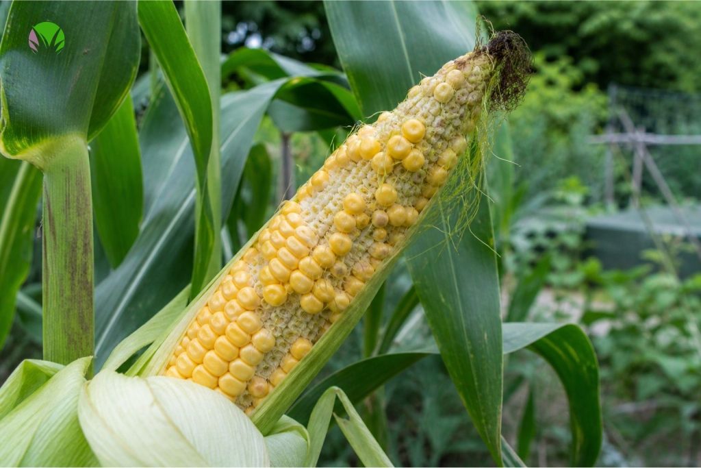 A patchy sweetcorn cob with missing kernels and gaps caused by poor pollination in a UK garden