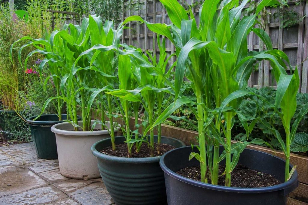 Sweetcorn growing in several large pots grouped together on a patio in a UK garden