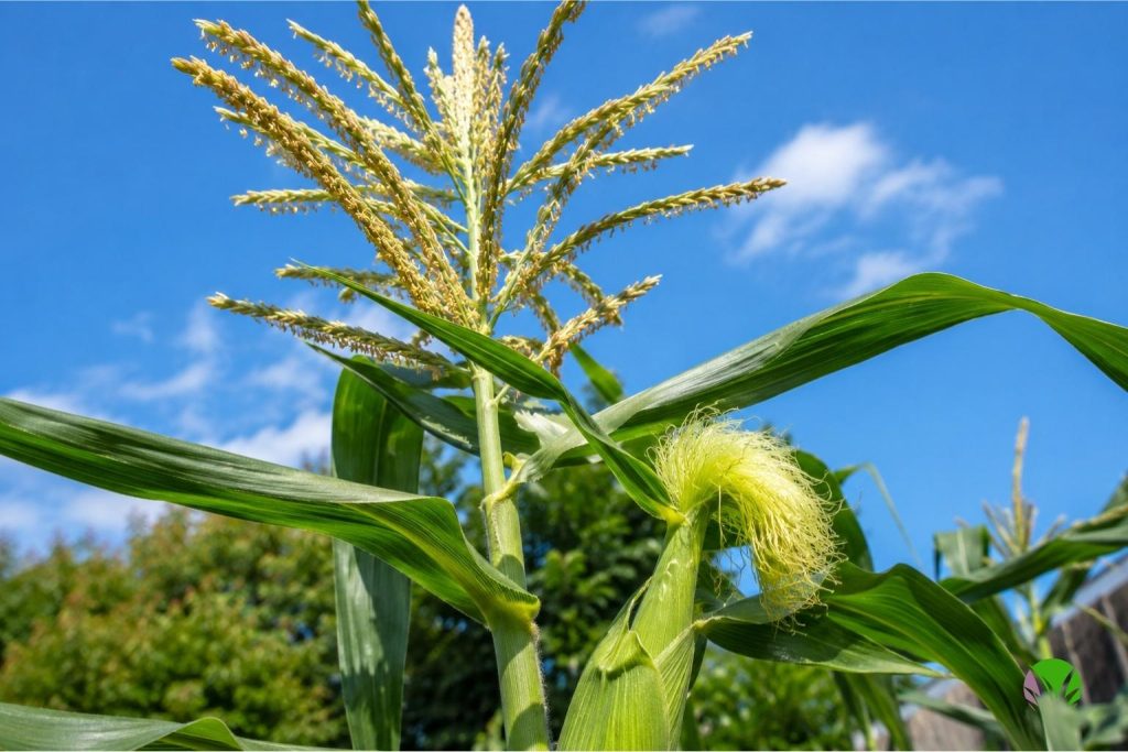 Close-up of sweetcorn tassels and developing silks on a plant in a UK garden